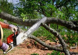 Tree and Shrub Care in New Hyde Park, NY