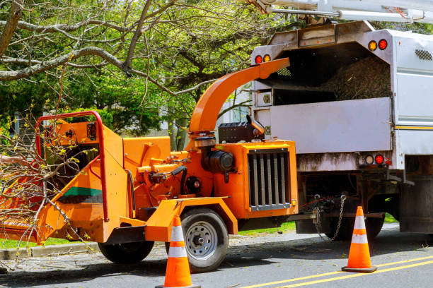 How Our Tree Care Process Works  in  New Hyde Park, NY